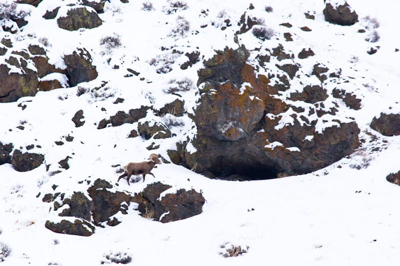 Bighorn On Snow Covered Hillside